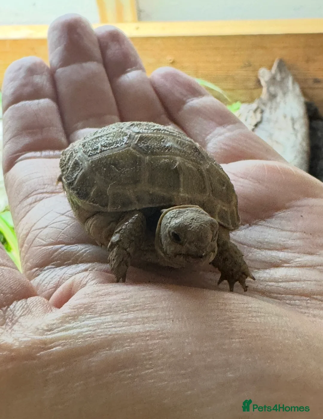 Tortoise reptiles for sale: Horsfield (Russian) tortoise hatchlings, for sale  - Advert 4