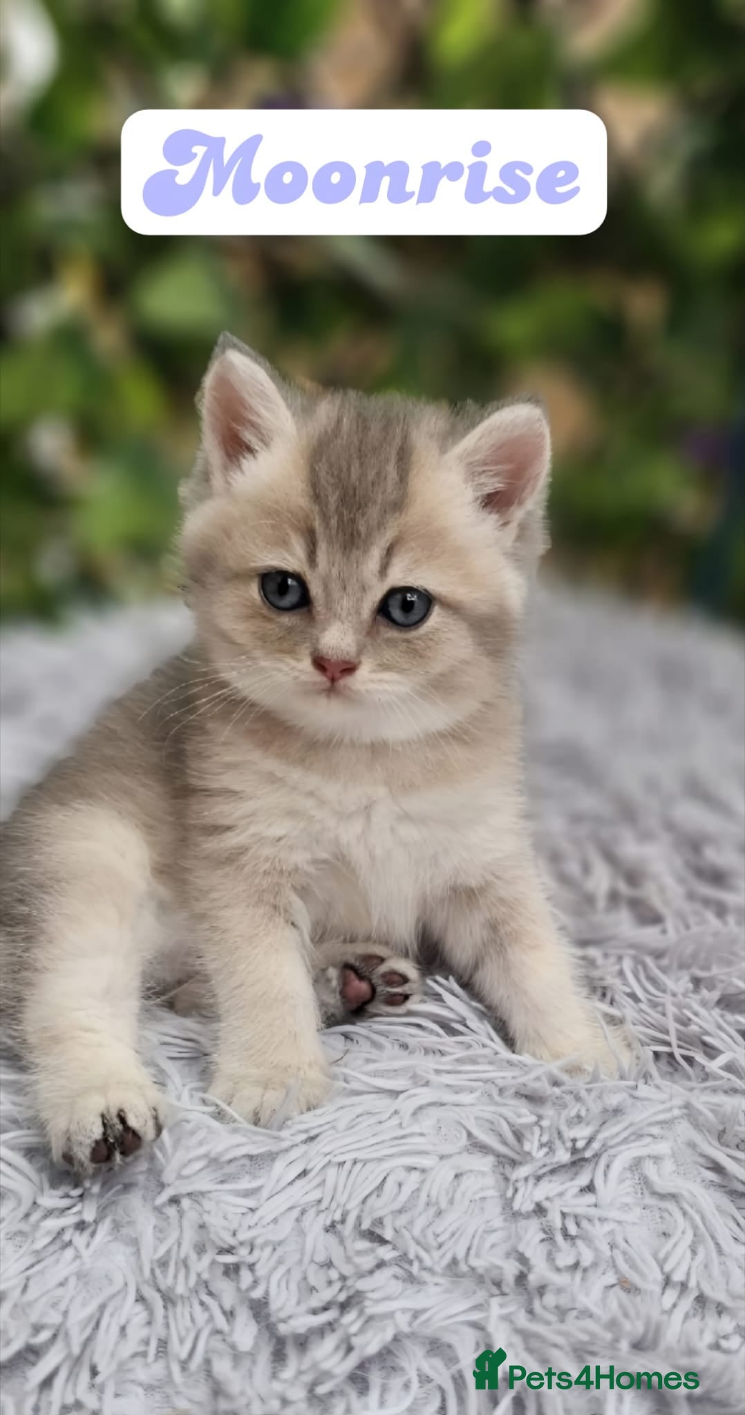 British Shorthair cats 💖 3 Stunning Golden Kittens 💖  - Advert 1
