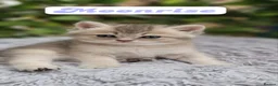British Shorthair cats for sale: 💖 3 Stunning Golden Kittens 💖  in Bruton - Advert 1
