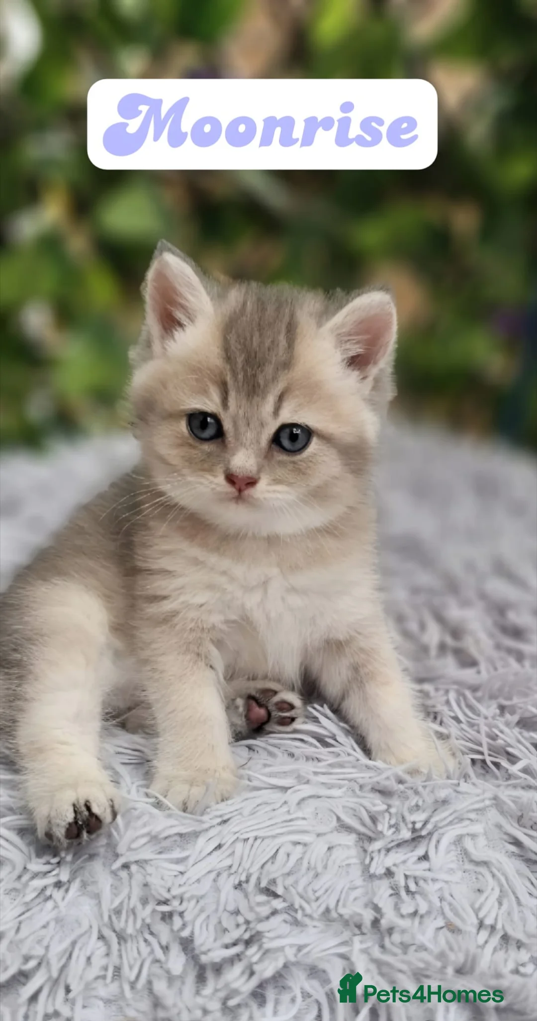 British Shorthair cats for sale: 💖 3 Stunning Golden Kittens 💖  in Bruton - Advert 1
