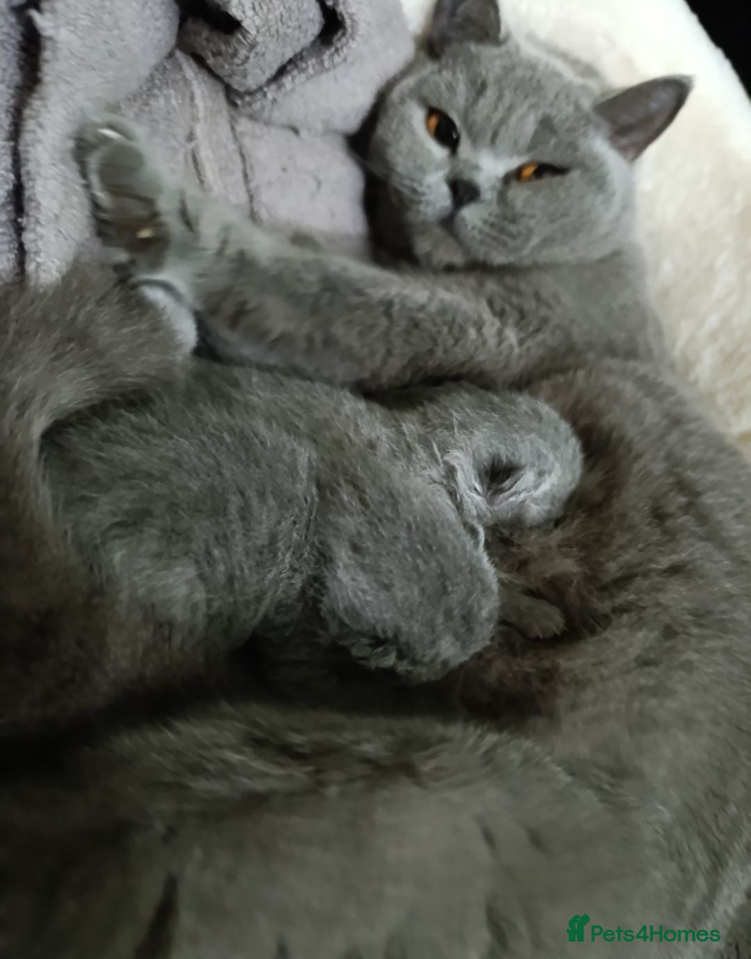 British Shorthair cats GCCF Active Registered British Shorthair Blue - Advert 1