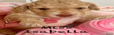 Miss Isabella