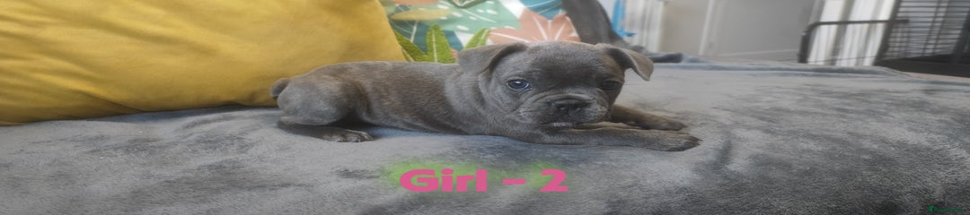 French Bulldog Puppy Blue Girl 2