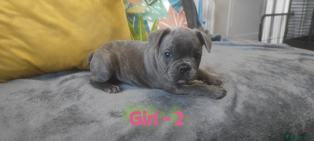 French Bulldog dogs for sale: 3 Girls - 2 Boys Frencbulldog Puppies - Image 8