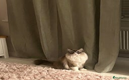 Ragdoll cats for sale: Lovely Randall Boy for sale  - Image 2
