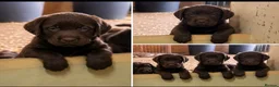 Labradoodle dogs for sale: Beautiful Chunky Chocolate Labradoodles - Advert 9