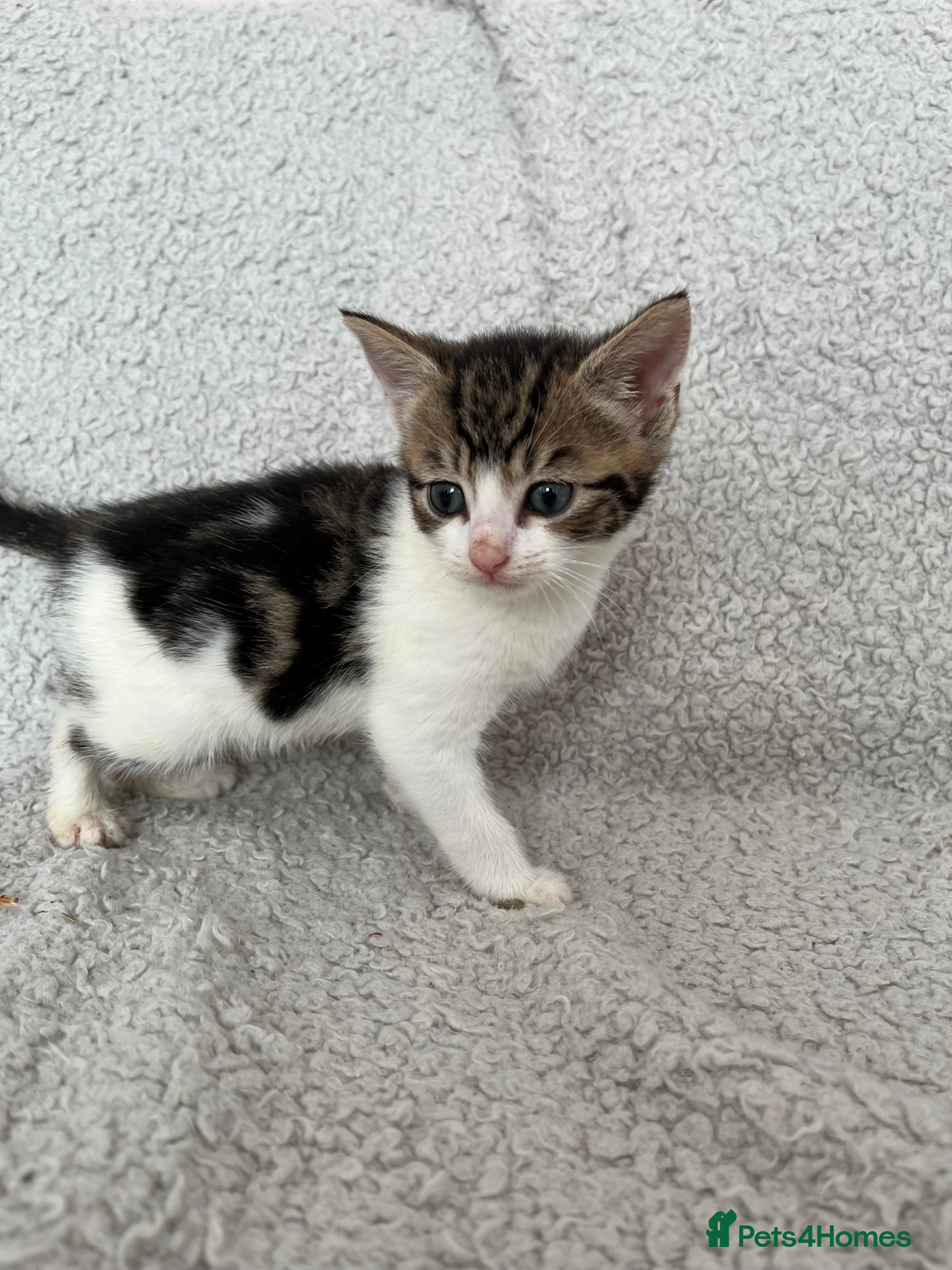 Mixed Breed Kitten 3