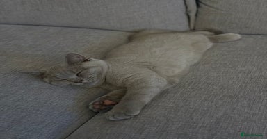 British Shorthair cats - Advert 12