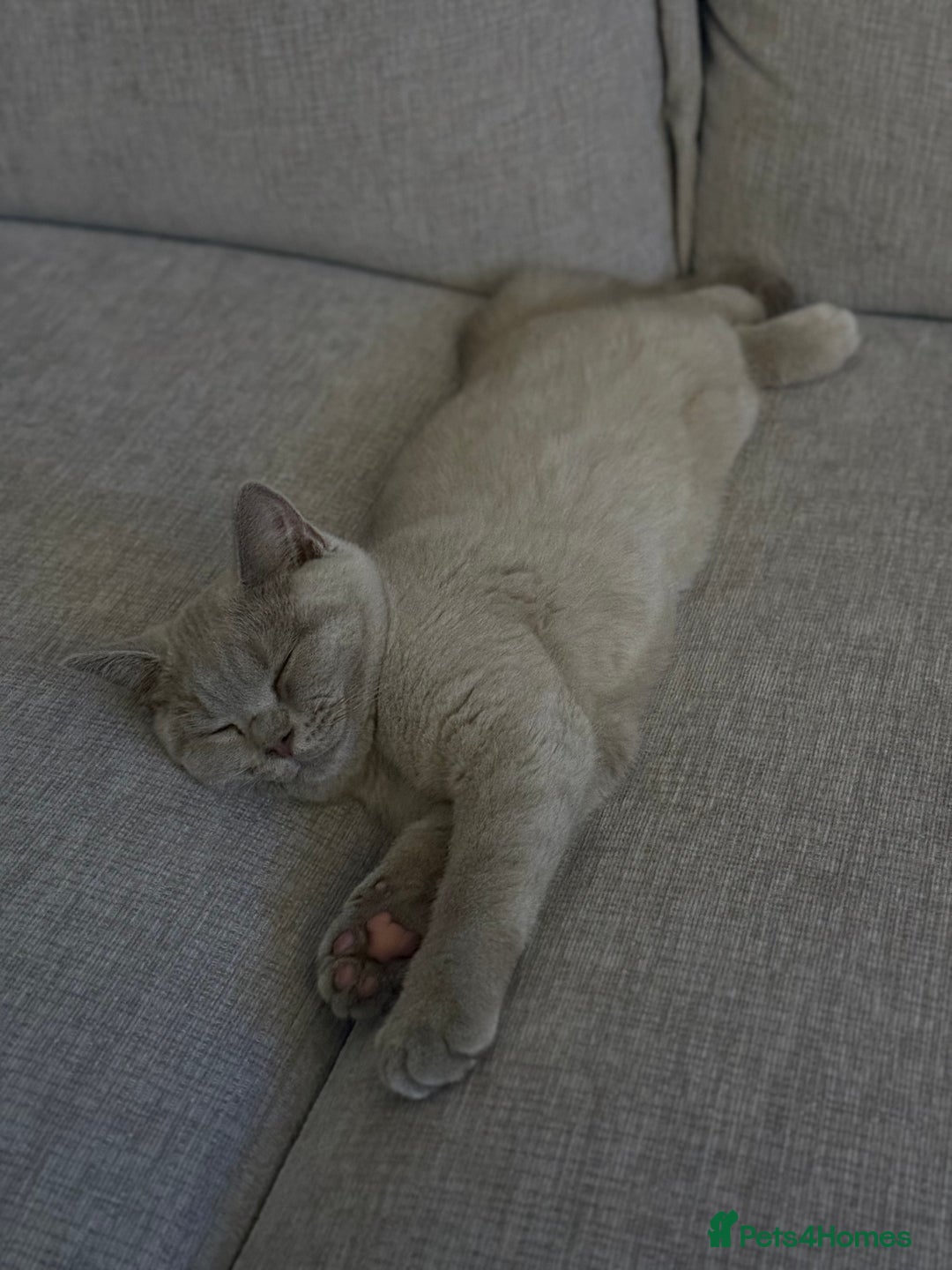 British Shorthair cats for sale: Lilac British Shorthair Kitten - Image 3