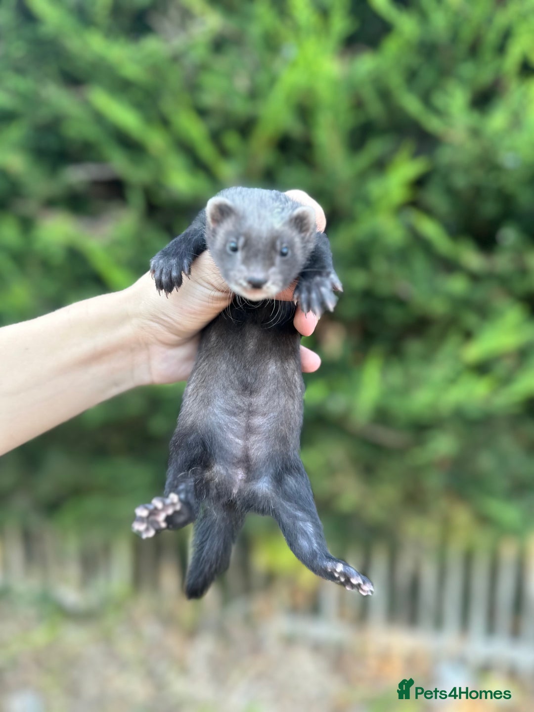 Ferret rodents for sale: solid black cross polecat kits  - Image 9