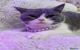 British Shorthair cats for sale: Beautiful British Shorthair female 🥰 - Image 5