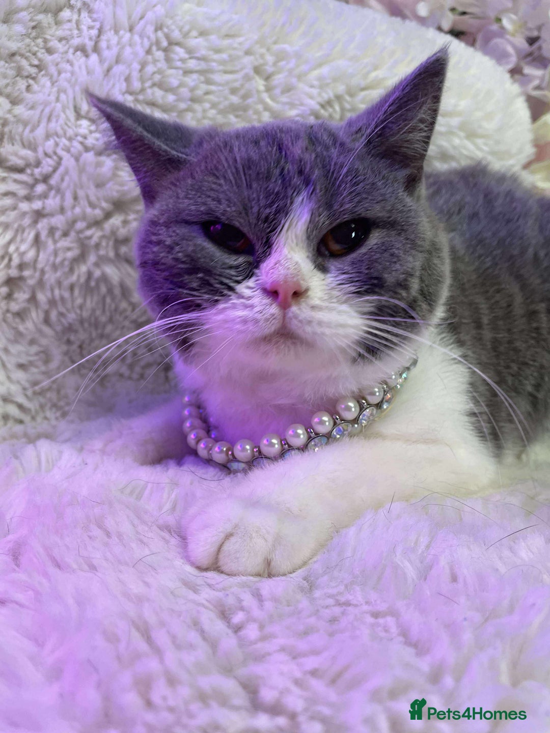 British Shorthair cats for sale: Beautiful British Shorthair female 🥰 - Image 5