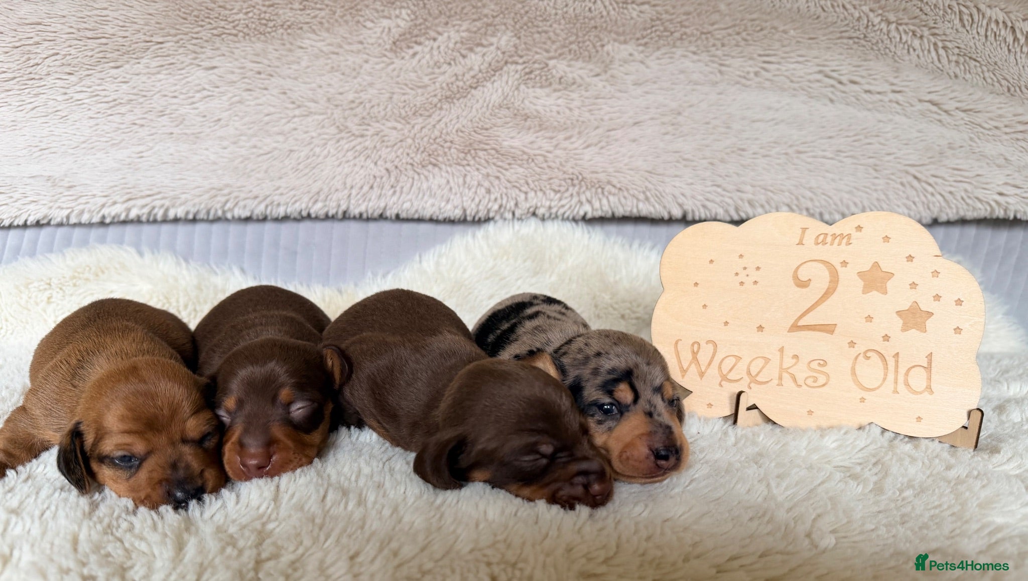Miniature Dachshund dogs KC PRA Clear Champion Line Dapple Mini Dachshunds  - Advert 1