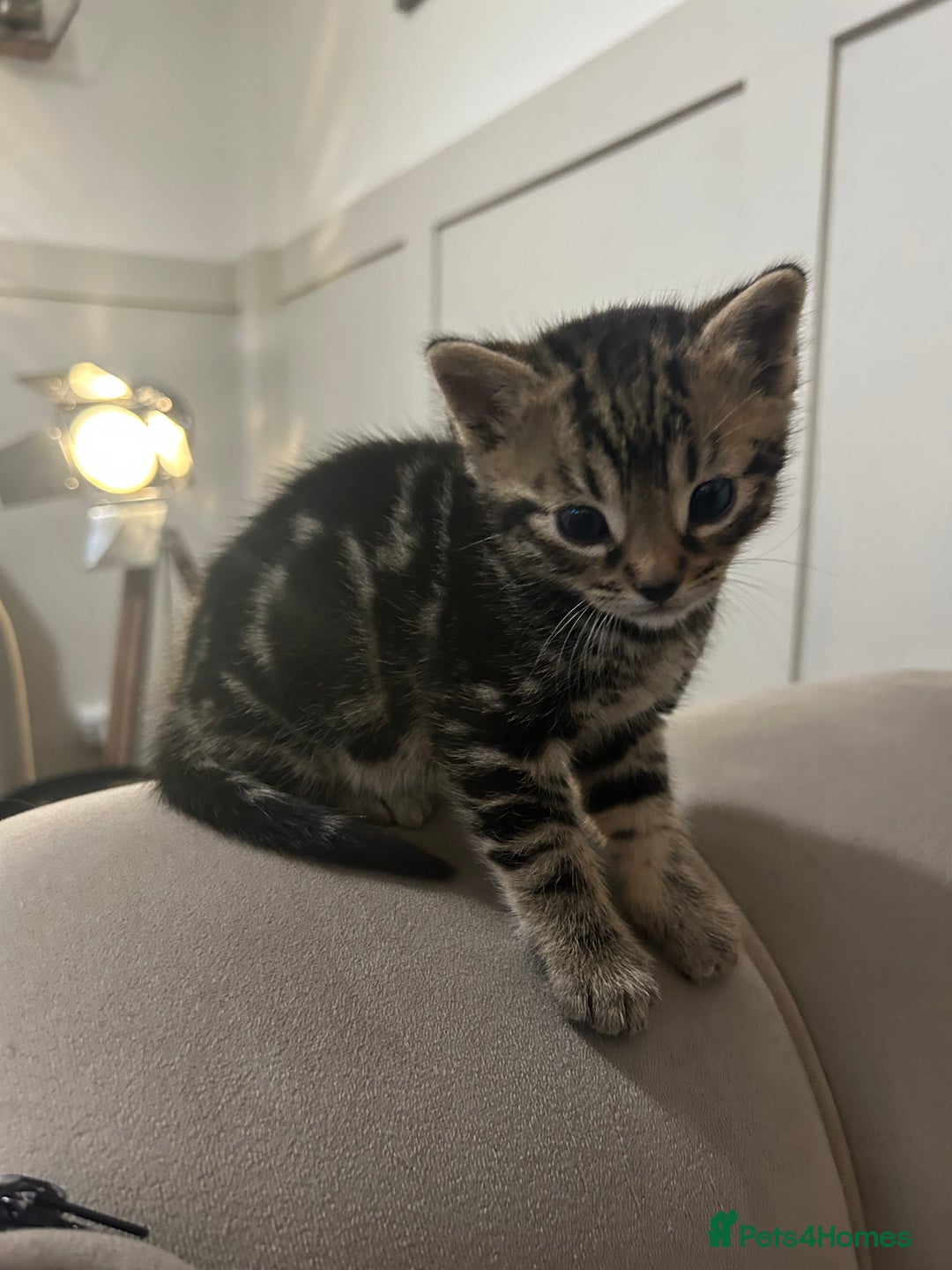 Bengal cats for sale: Half Bengal kittens   - Image 13