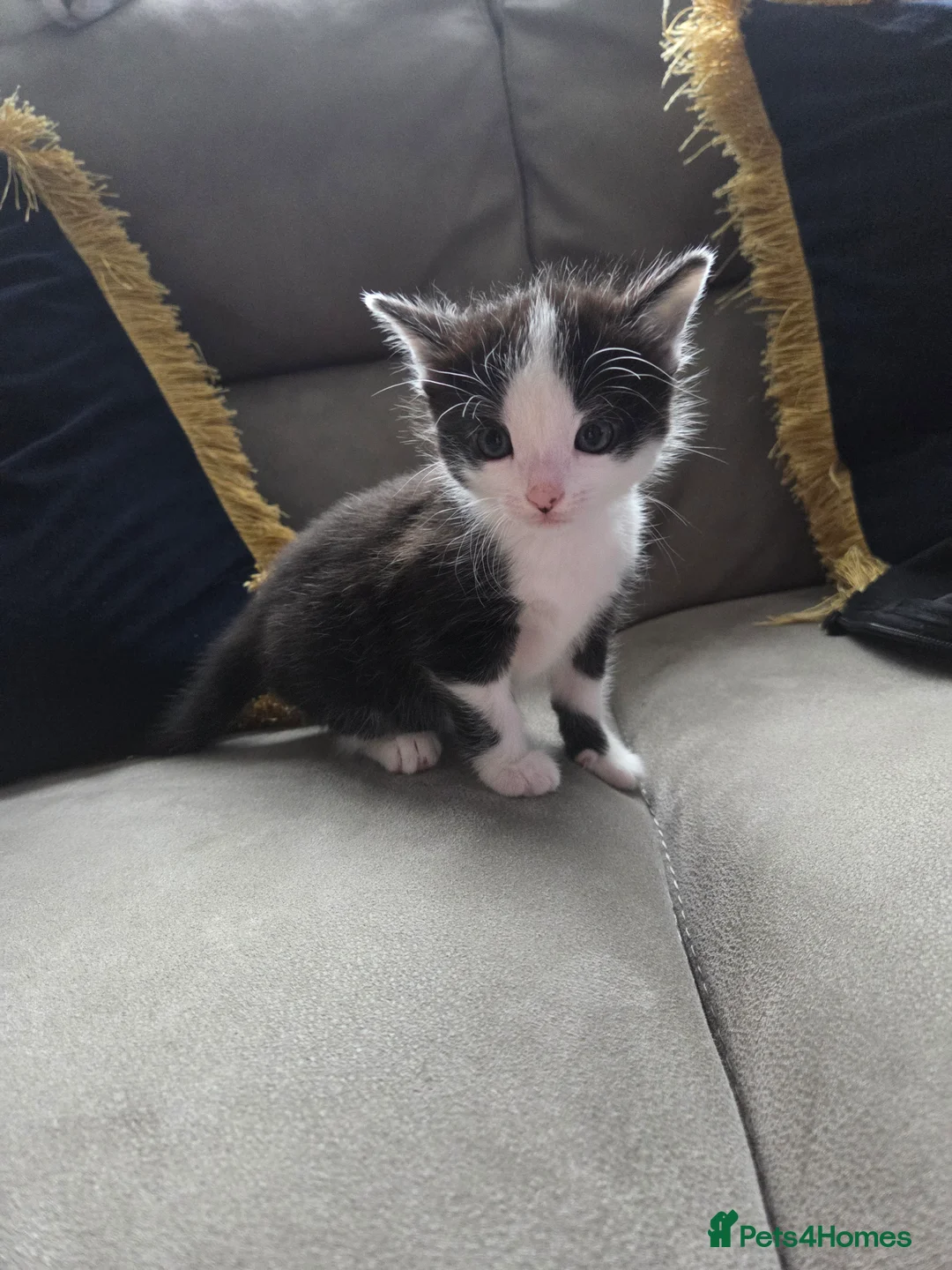 Mixed Breed cats for sale: 1 male and 1 female kitten - Advert 2