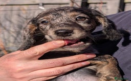 Australian Labradoodle dogs for sale: Ready Now !  Miniature Australian Labradoodles - Image 21