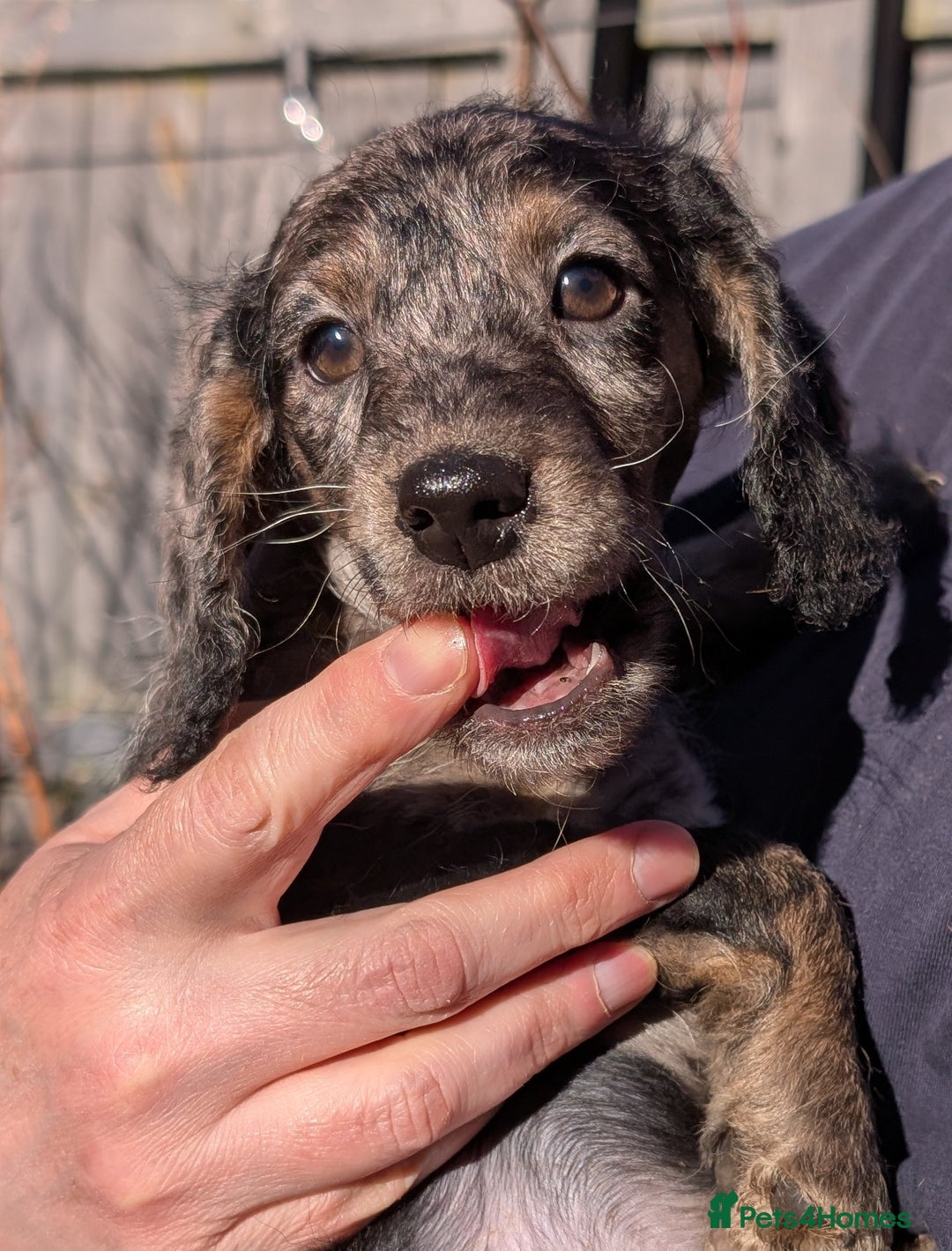 Australian Labradoodle dogs for sale: Ready Now !  Miniature Australian Labradoodles - Image 21