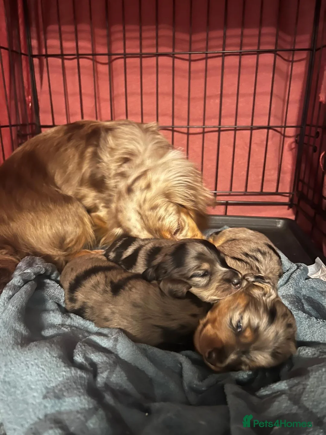 Miniature Dachshund dogs for sale: 3 kc reg silver dapple and tan mini dat puppies - Advert 1