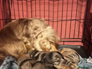 Miniature Dachshund dogs 3 kc reg silver dapple and tan mini dat puppies - Advert 16