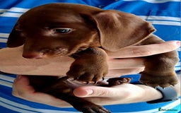 Miniature Dachshund dogs for sale: ..Miniature dachshunds 1 Girl 1BOY READY TO LEAVE  in Ellesmere Port - Image 12