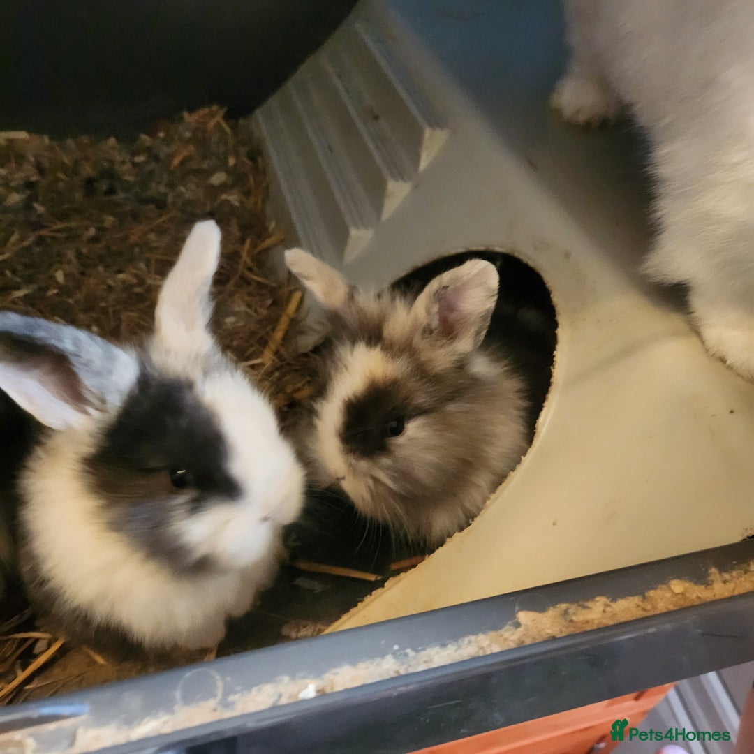 Lionhead rabbits for sale: Beautiful fluffy lionhead rabbits  - Advert 1