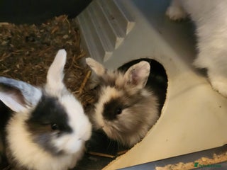 Lionhead rabbits Beautiful fluffy lionhead rabbits - Advert 1