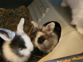 Lionhead rabbits Beautiful fluffy lionhead rabbits - Advert 10