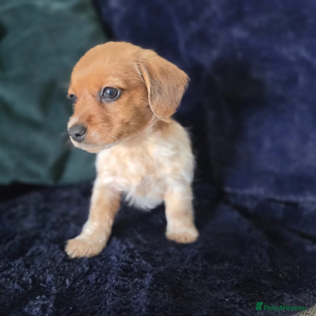 Mixed Breed dogs for sale: 5 beautiful doxipoo puppies for sale  in Helston - Advert 16