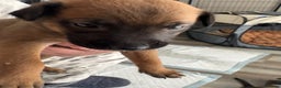 Mixed Breed dogs for sale: Belgian mali cross bullgreyhound PUPPIES  - Advert 12