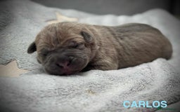Cane Corso dogs for sale: 🐾✨ PatoSquad Kennel FCI Puppies ✨🐾 - Image 8