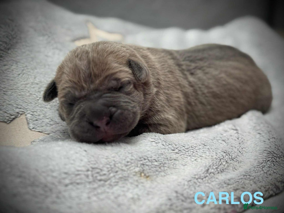 Cane Corso dogs for sale: 🐾✨ PatoSquad Kennel FCI Puppies ✨🐾 - Image 8