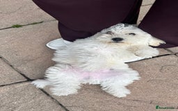 Mixed Breed dogs for sale: Bichon Mixed Breed  - Image 2