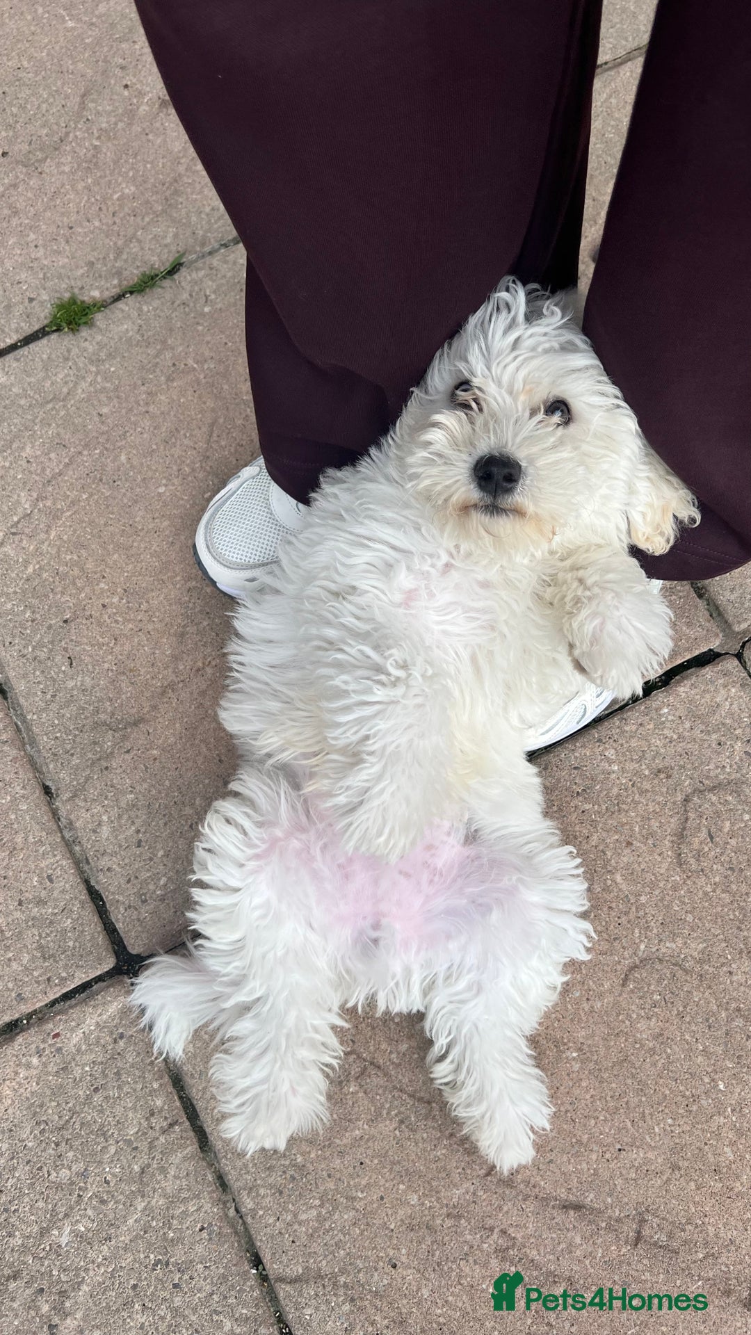 Mixed Breed dogs for sale: Bichon Mixed Breed  - Image 2