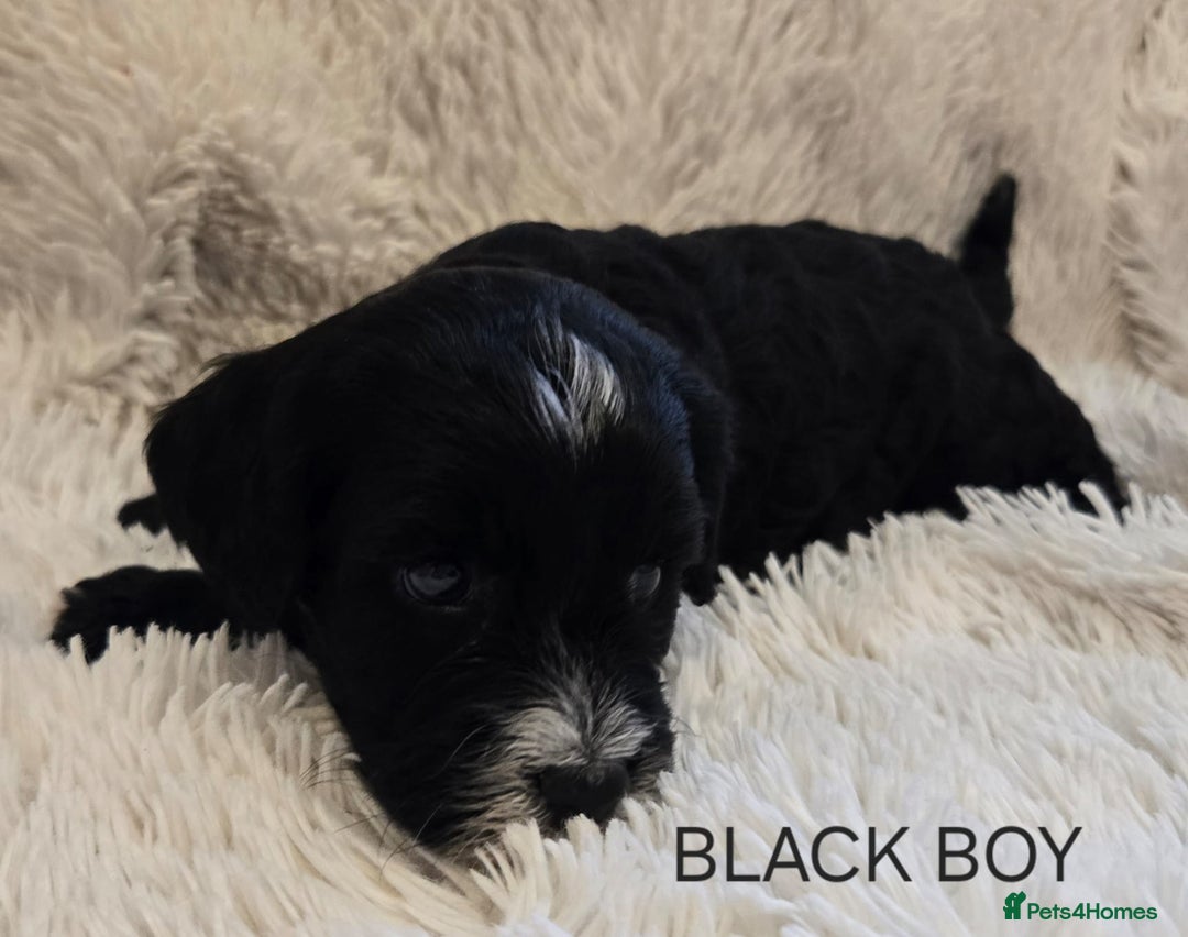 Tibetan Terrier dogs for sale: Adorable fluffy TToodle puppies  - Image 7