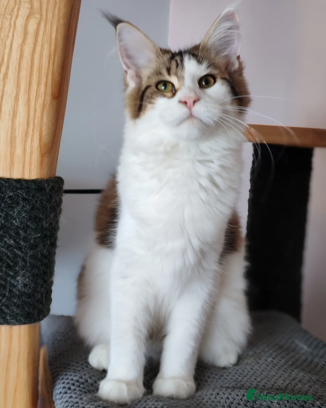 Maine Coon cats for sale: Amazing purebreed maine coon 😍  - Advert 2
