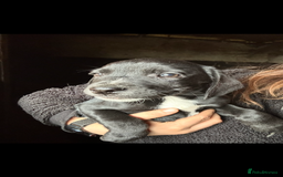 Mixed Breed dogs for sale: Beautiful litter of puppies. Mixed breeds❤️ - Image 18