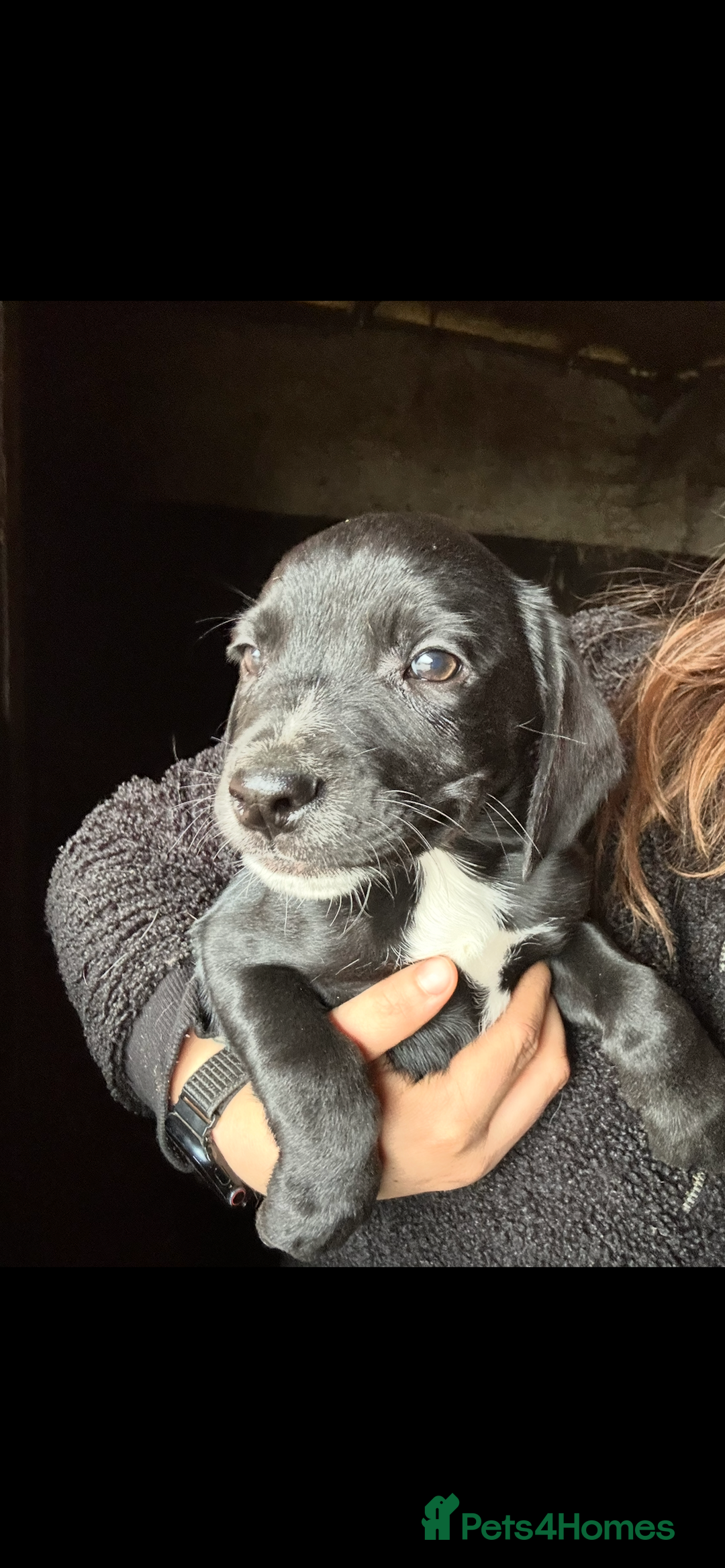 Mixed Breed dogs for sale: Beautiful litter of puppies. Mixed breeds❤️ - Image 18
