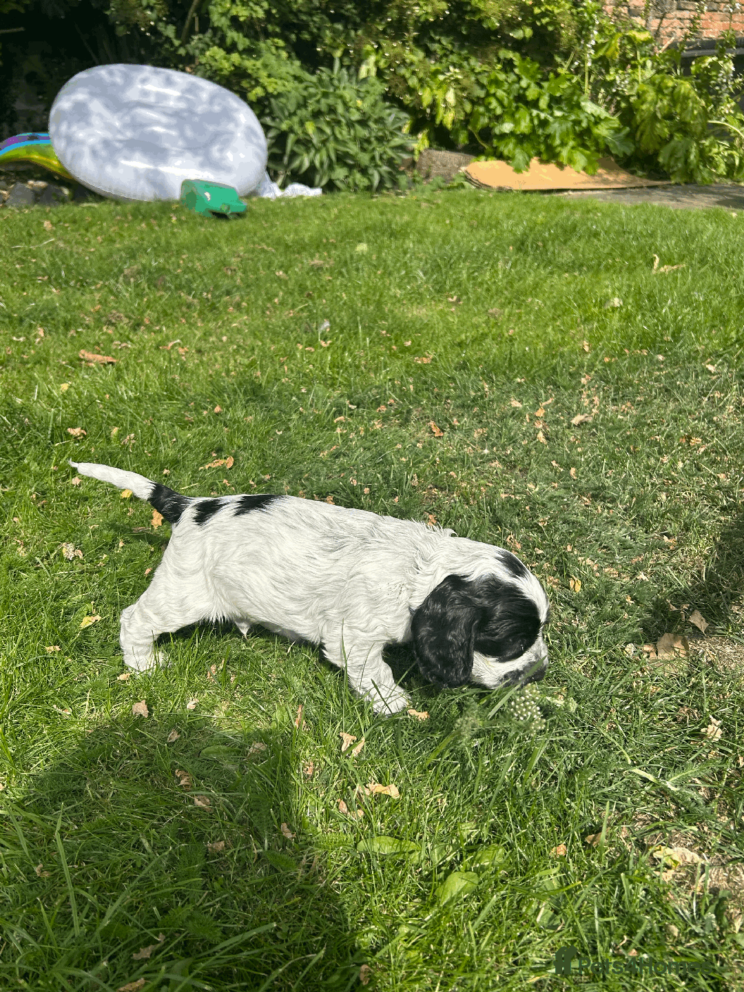 Cocker Spaniel dogs for sale: Cocker Spaniel Pups – From Lindridge Line  - Image 4