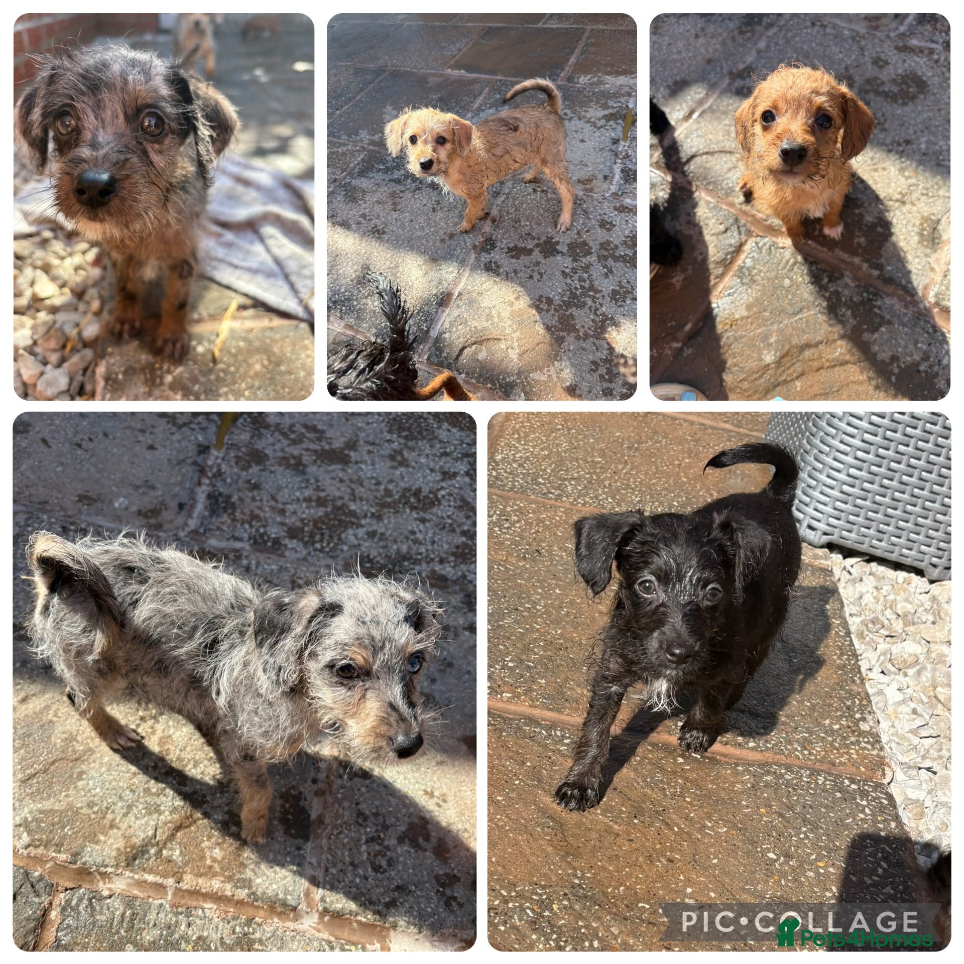 Jackapoo dogs Tiny Jackapoo’s *REDUCED ..READY NOW* - Advert 1