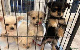 Chipoo dogs for sale: Tiny Chihuahua / Asian toy poodle  - Image 8