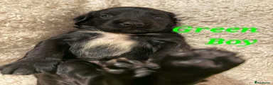 Sprocker Puppy 9