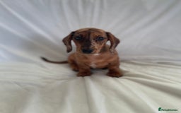 Miniature Dachshund dogs for sale: 🌈😍1 outstanding boy Dachund ready now 😍🌈 - Image 6