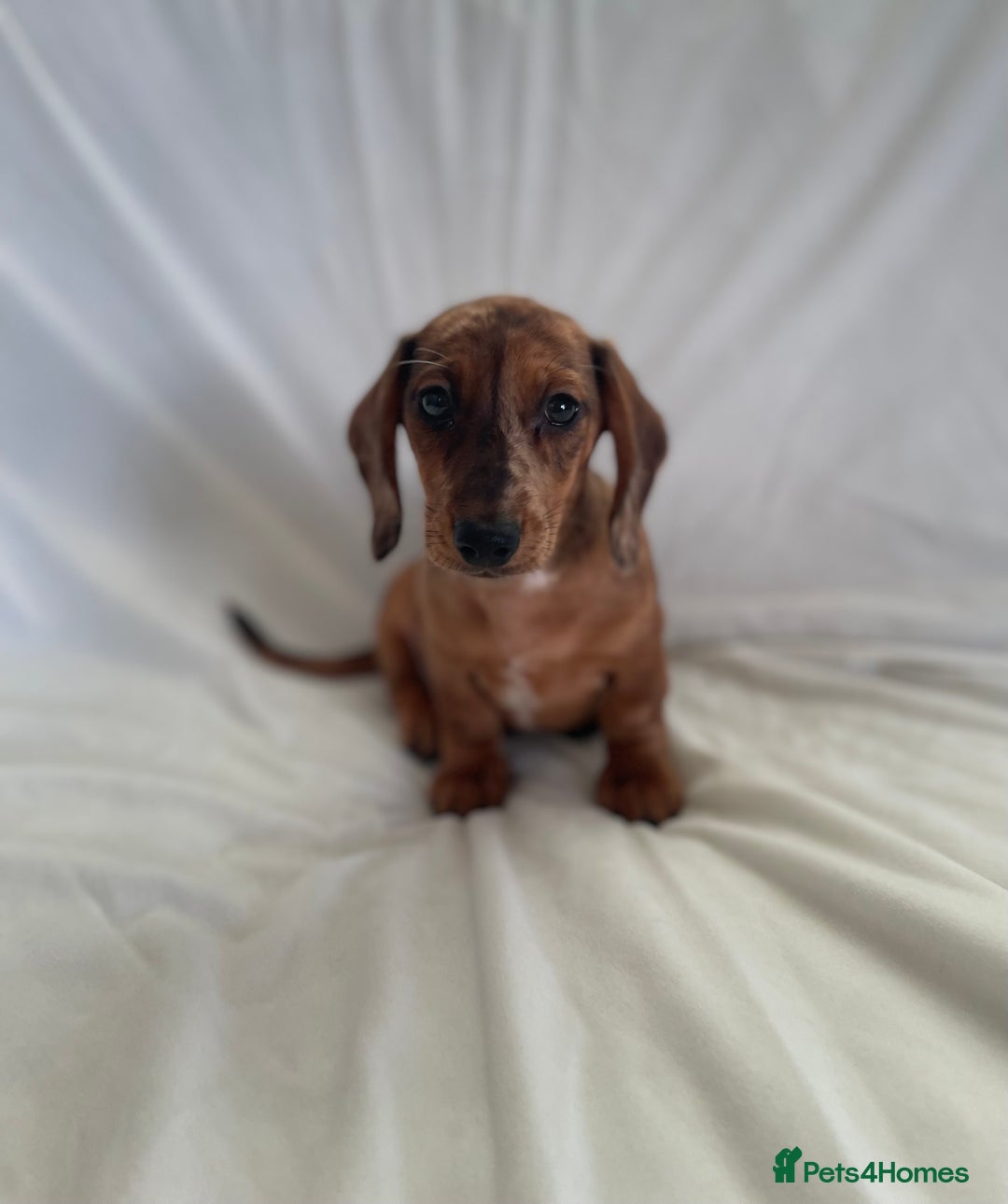 Miniature Dachshund dogs for sale: 🌈😍1 outstanding boy Dachund ready now 😍🌈 - Image 6