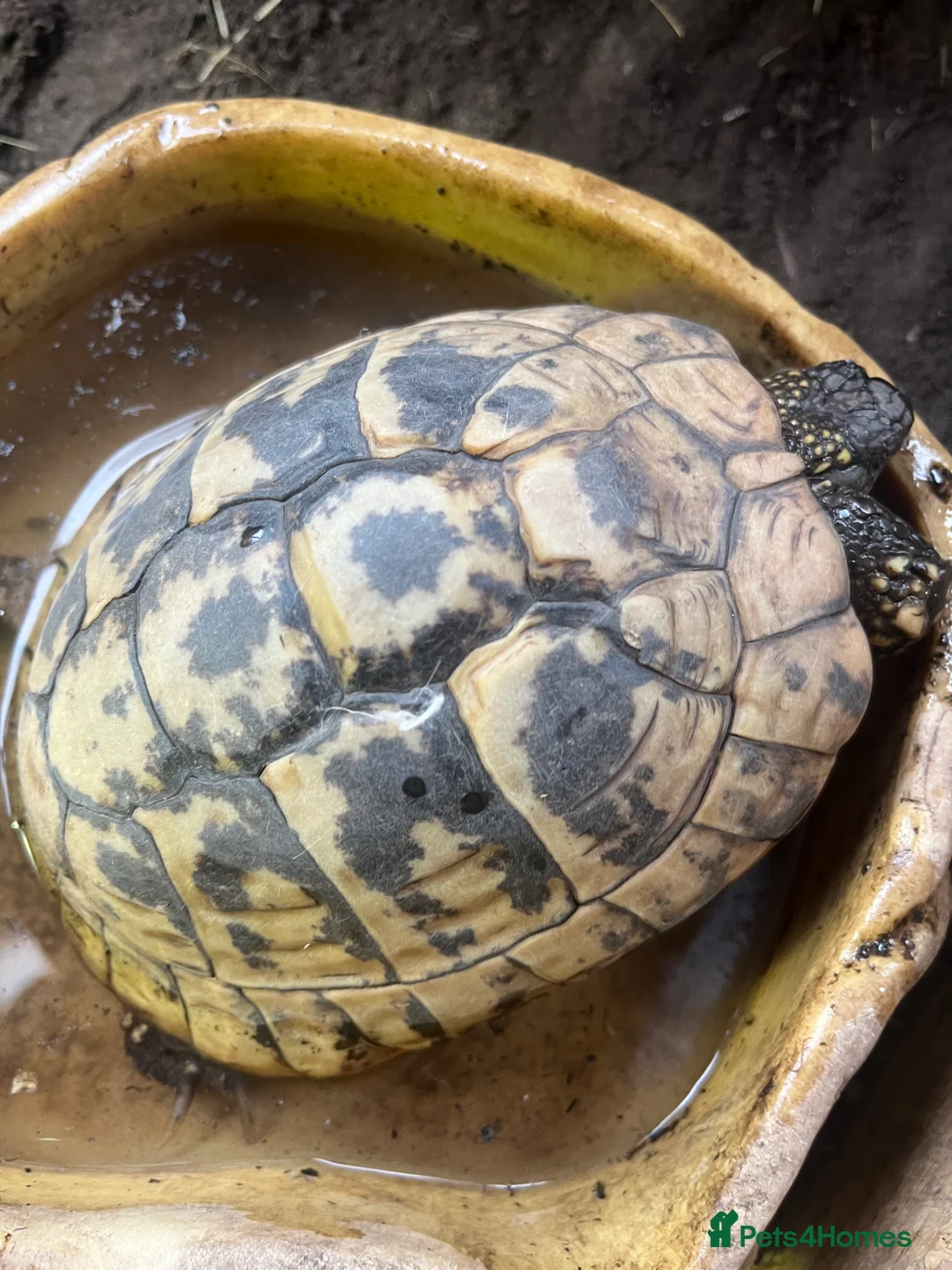 Hermann Tortoise reptiles for sale: Group of Hermann’s tortoise for sale - Advert 5