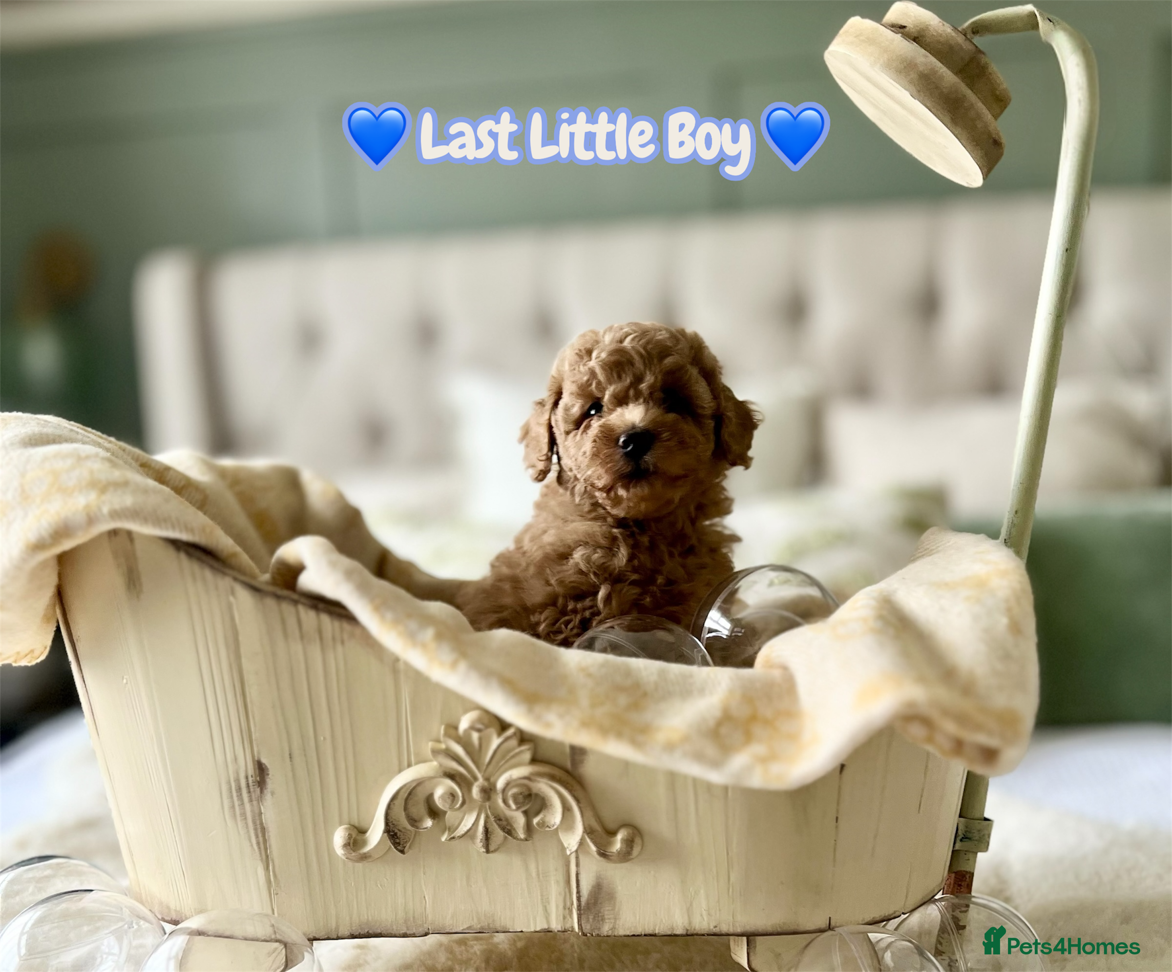 Mini Goldendoodle dogs Miniature Goldendoodles - Advert 12