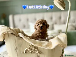 Mini Goldendoodle dogs Miniature Goldendoodles - Advert 12