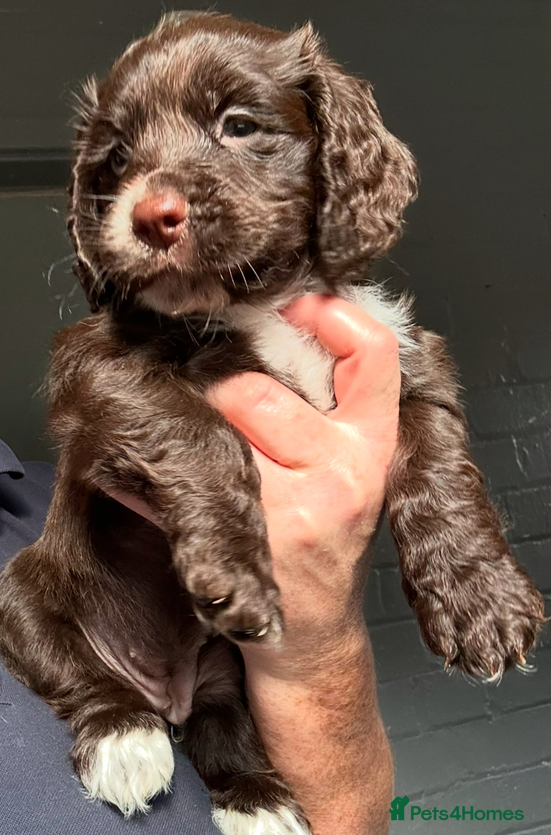 Cocker Spaniel dogs for sale:   KC Registered cocker spaniel 🐾🐾🐾🐾🐾🐾🐾🐾 - Image 8