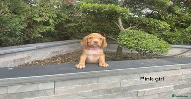 Cocker Spaniel dogs - Advert 9