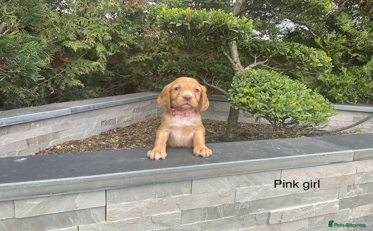 Cocker Spaniel dogs - Advert 15