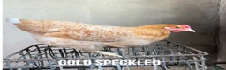 Chickens poultry for sale: Chicken hens poultry laying hens hybrid - Advert 2